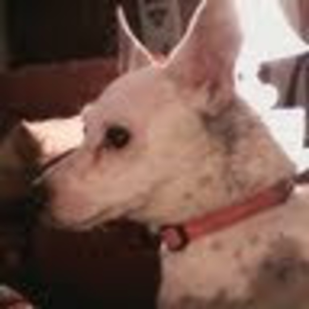 Meet your Posher, Molly